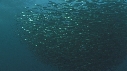 SARDINES, FOUS, DAUPHINS