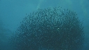 SARDINES, FOUS, DAUPHINS