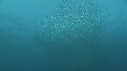 SARDINES, FOUS, DAUPHINS