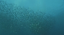 SARDINES, FOUS, DAUPHINS