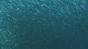 SARDINES, FOUS, DAUPHINS