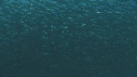 SARDINES, FOUS