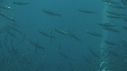 SARDINES, FOUS