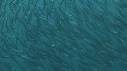 SARDINES, FOUS, DAUPHINS