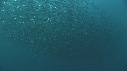 SARDINES, FOUS, DAUPHINS