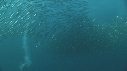 SARDINES, FOUS, DAUPHINS
