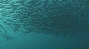 SARDINES, FOUS, DAUPHINS