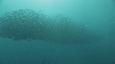 SARDINES, PLONGEUR BAIT BALL