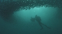 SARDINES, PLONGEUR BAIT BALL