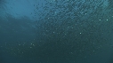 SARDINES, FOUS, DAUPHINS