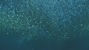 SARDINES, FOUS, DAUPHINS