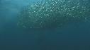 SARDINES, FOUS, DAUPHINS