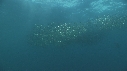 SARDINES, FOUS, DAUPHINS