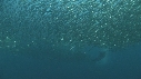 SARDINES, FOUS, DAUPHINS