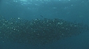 SARDINES, FOUS, DAUPHINS