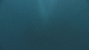 SARDINES, FOUS, DAUPHINS