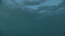 MAQUEREAUX, DAUPHINS, FOUS
