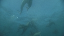 MAQUEREAUX, DAUPHINS, REQUINS