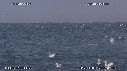 FOUS, DAUPHINS