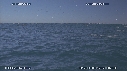 DAUPHINS