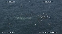 FOUS, DAUPHINS