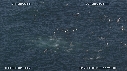 FOUS, DAUPHINS