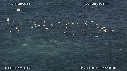 FOUS, DAUPHINS