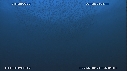 SARDINES, DAUPHINS, BAIT BALL, FOUS