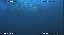 SARDINES, DAUPHINS, BAIT BALL