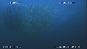 SARDINES, DAUPHINS, BAIT BALL, FOUS