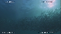 SARDINES, FOUS