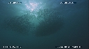 SARDINES, FOUS