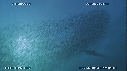 SARDINES, FOUS
