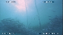 SARDINES, FOUS, DAUPHINS
