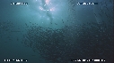 SARDINES, FOUS