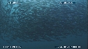 SARDINES, FOUS