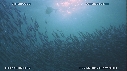 SARDINES, FOUS