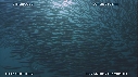 SARDINES, DAUPHINS