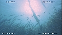SARDINES, FOUS