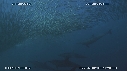 SARDINES, FOUS