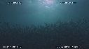 SARDINES, FOUS, DAUPHINS