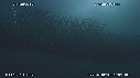 SARDINES, DAUPHINS