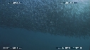SARDINES, DAUPHINS