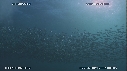 SARDINES, DAUPHINS
