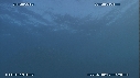 SARDINES, DAUPHINS