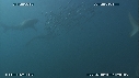 MAQUEREAUX, DAUPHINS, REQUINS
