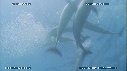 MAQUEREAUX, DAUPHINS, FOUS