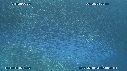 SARDINES, BAIT BALL