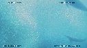 SARDINES, BAIT BALL, DAUPHINS