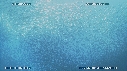 SARDINES, BAIT BALL, DAUPHINS